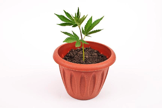 marijuana