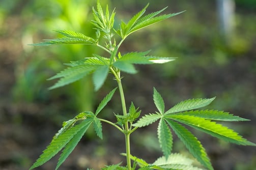 Marijuana_Plant.jpg